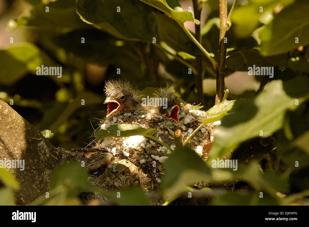 Poland.Bory Tucholskie National Park in June.Two chicks of the chaffinch in the nest are waiting for parents with food. Stock Photo