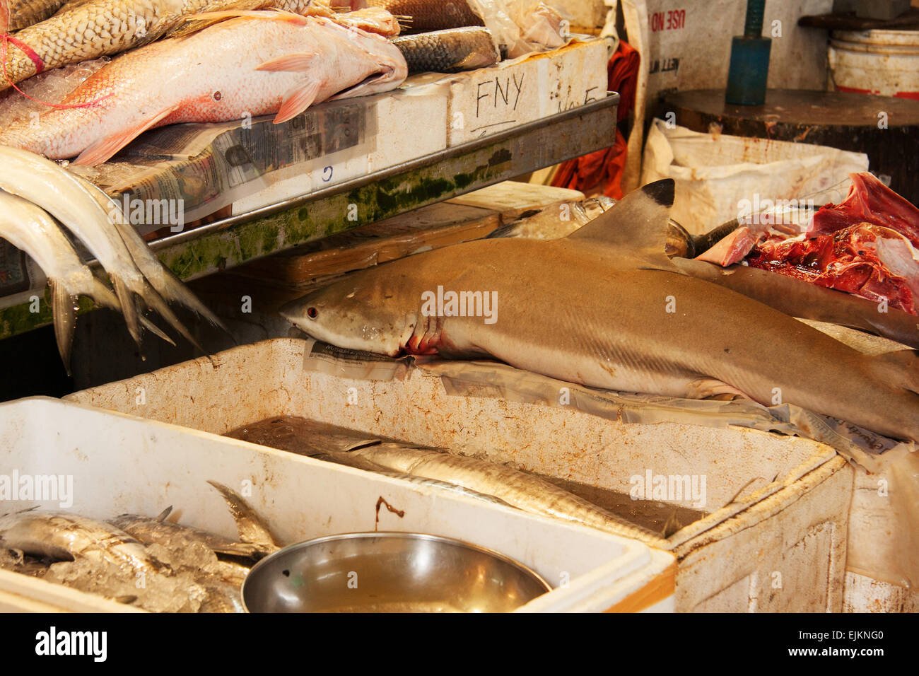 Shark Meat Fresh Fish For Sale High Resolution Stock Photography And Images Alamy
