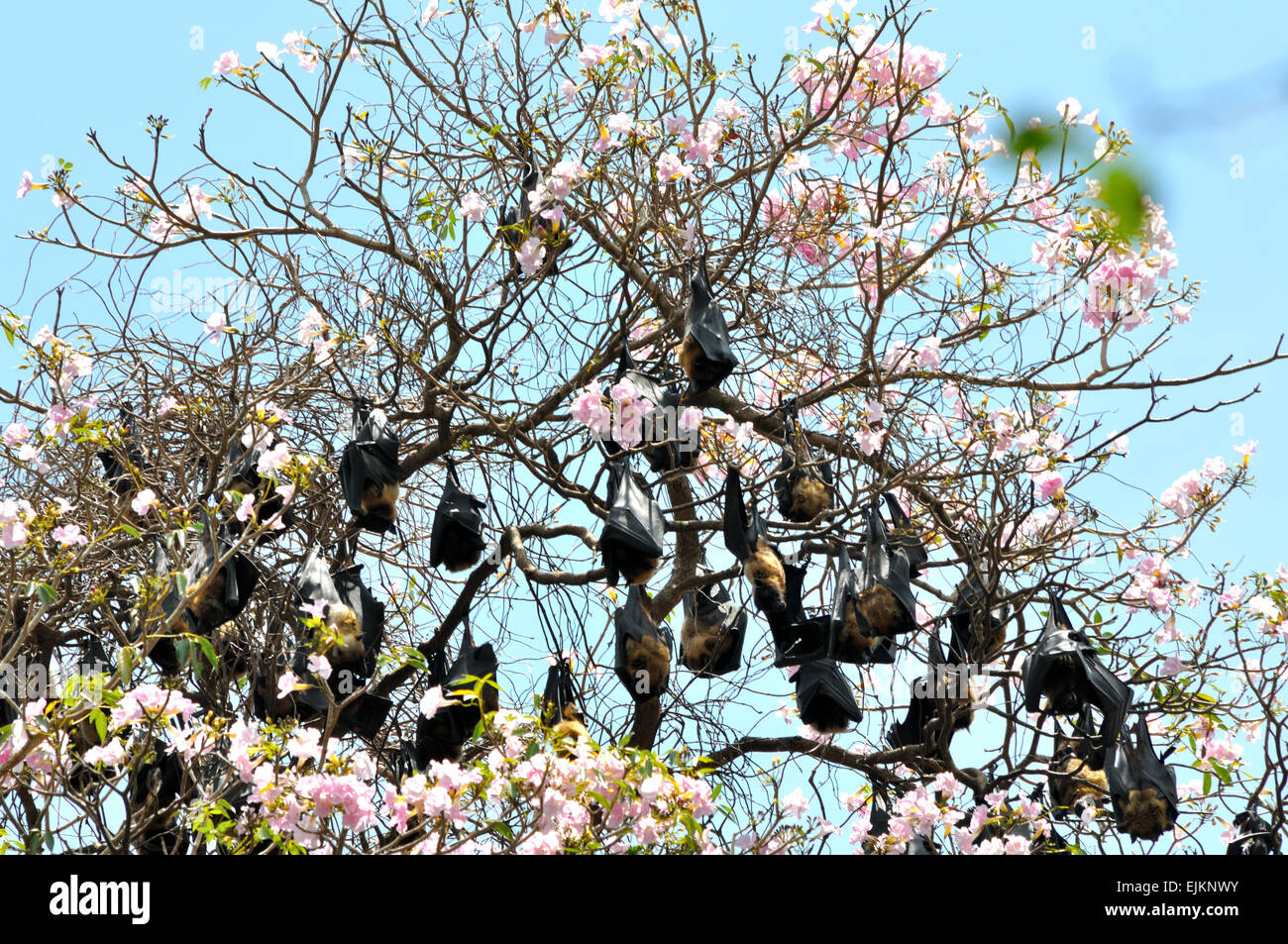 Giant fruit bats in Sri Lanka Stock Photo