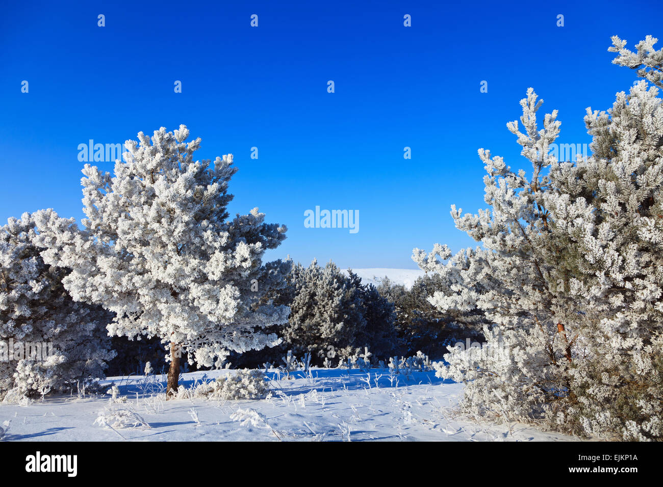 Horizontal nature trees hi-res stock photography and images - Alamy