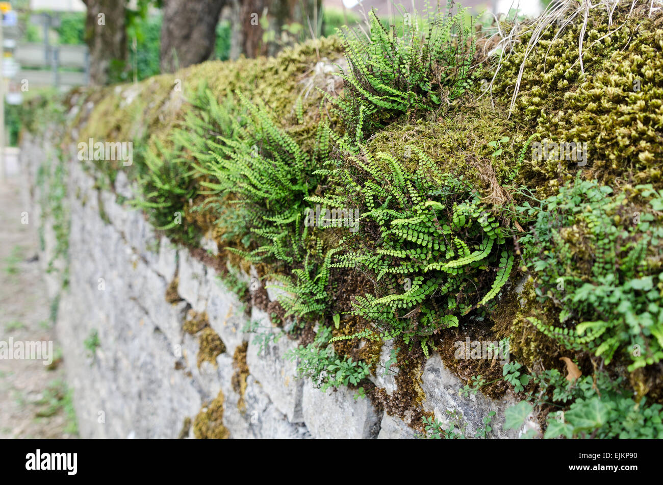 Maidenhair ferns growing among moss on top of an old stone wall in Chagny, Saône-et-Loire, Burgundy, France. Stock Photo