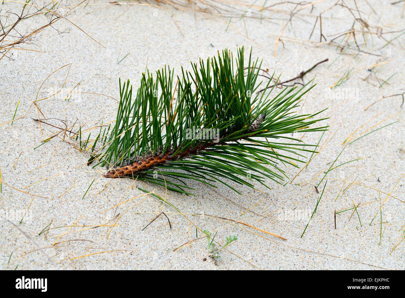 Sprig of pine breaks through the sand Stock Photo