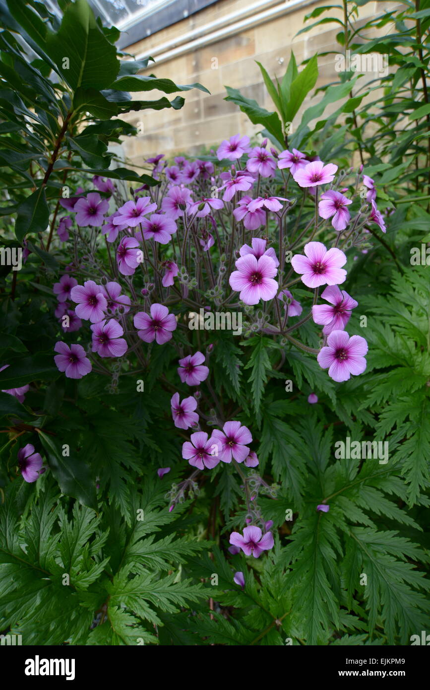 Madeira cranesbill geranium maderense in hi-res stock photography and