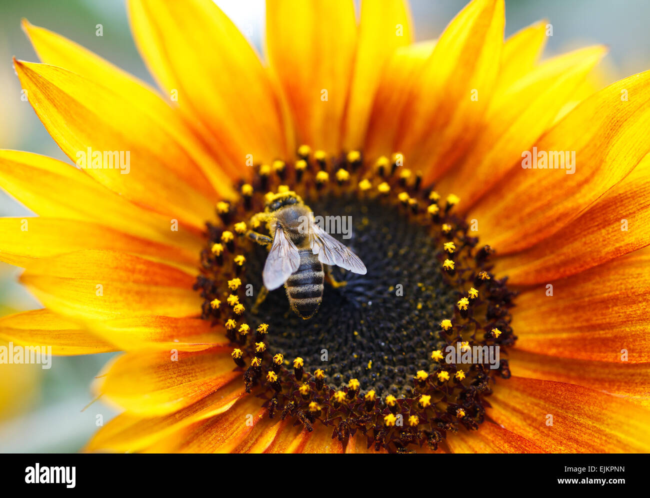 Sunflower With Bee Stock Photo
