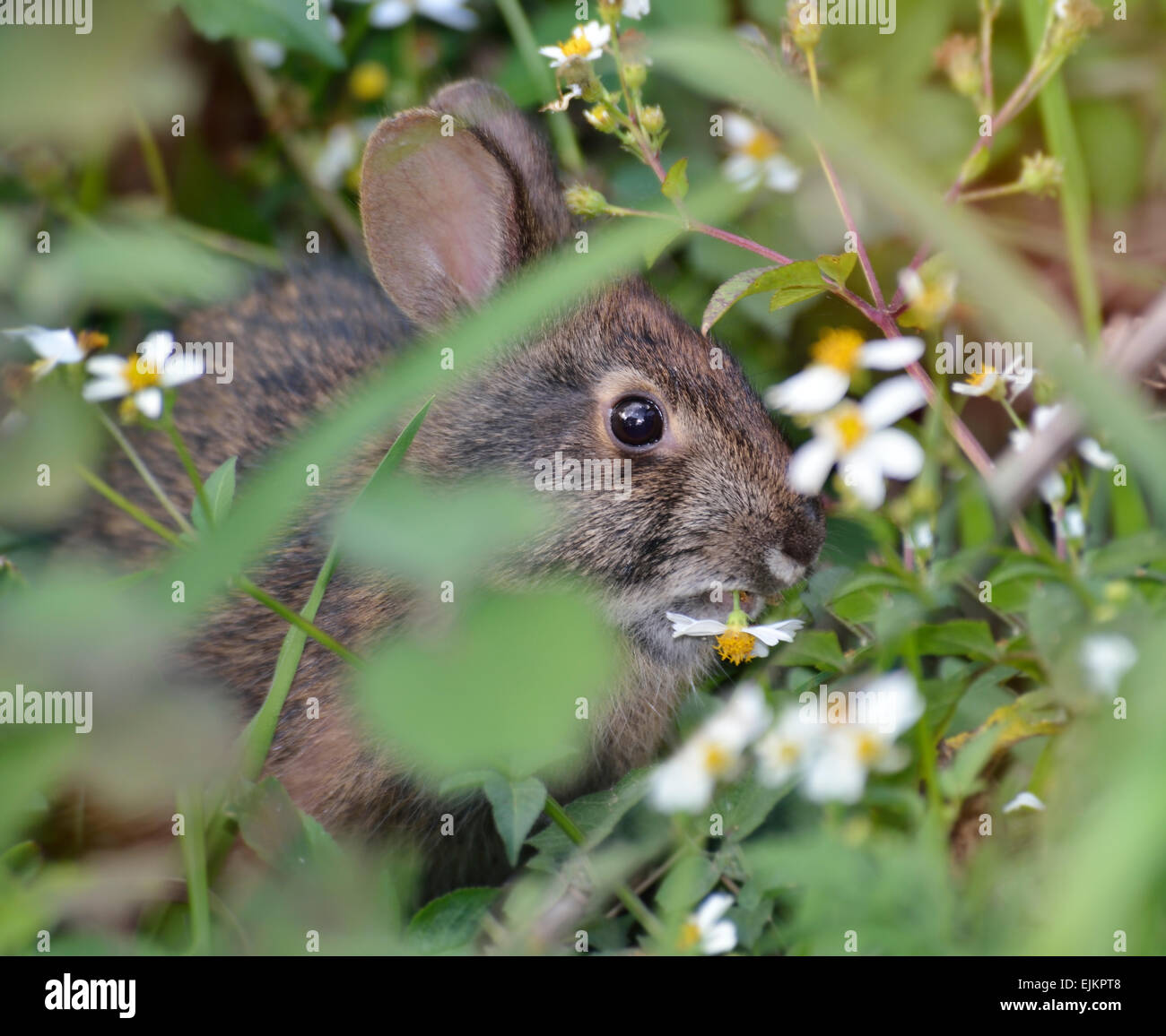 Rabbit High Resolution Stock Photography and Images Alamy