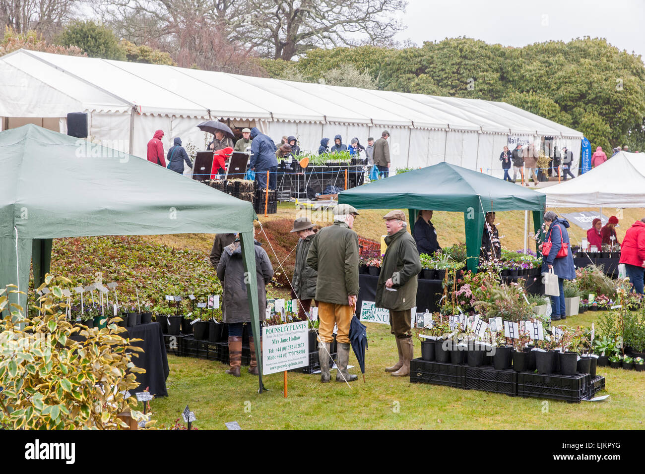 Cornwall spring flower show hires stock photography and images Alamy