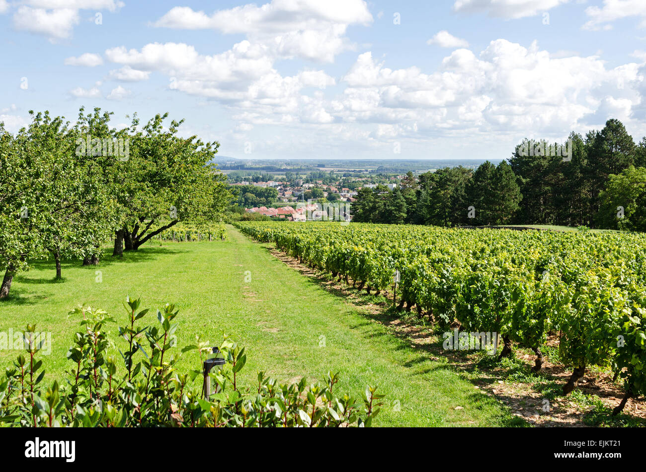 The clos of Domaine de la Folie, a vineyard near Chagny in Burgundy, France, has a magnificent view over the countryside. Stock Photo