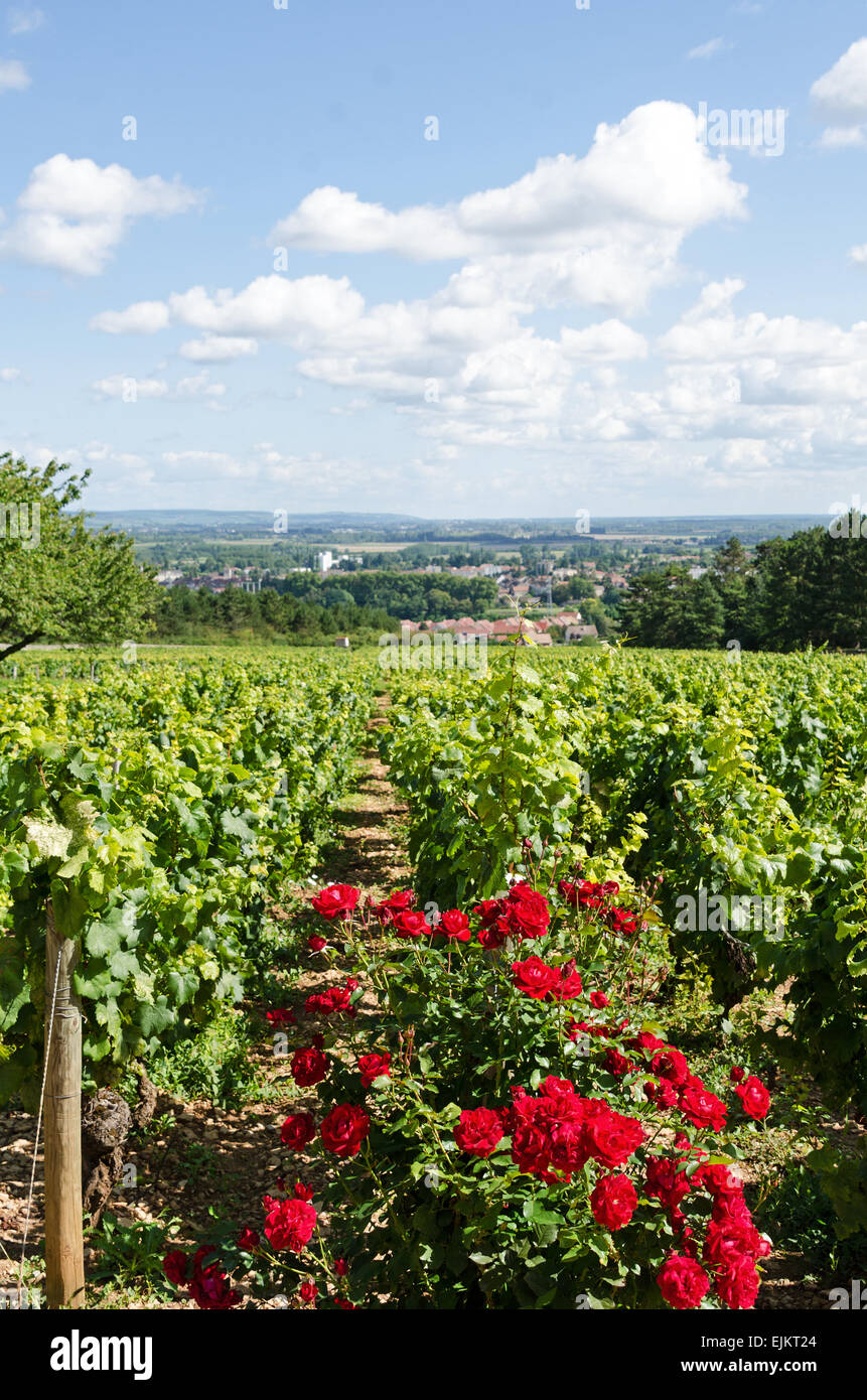 Planting roses in the vineyard to prevent disease, Domaine de la Folie, near Chagny in the Côte Chalonnaise of Burgundy, France. Stock Photo