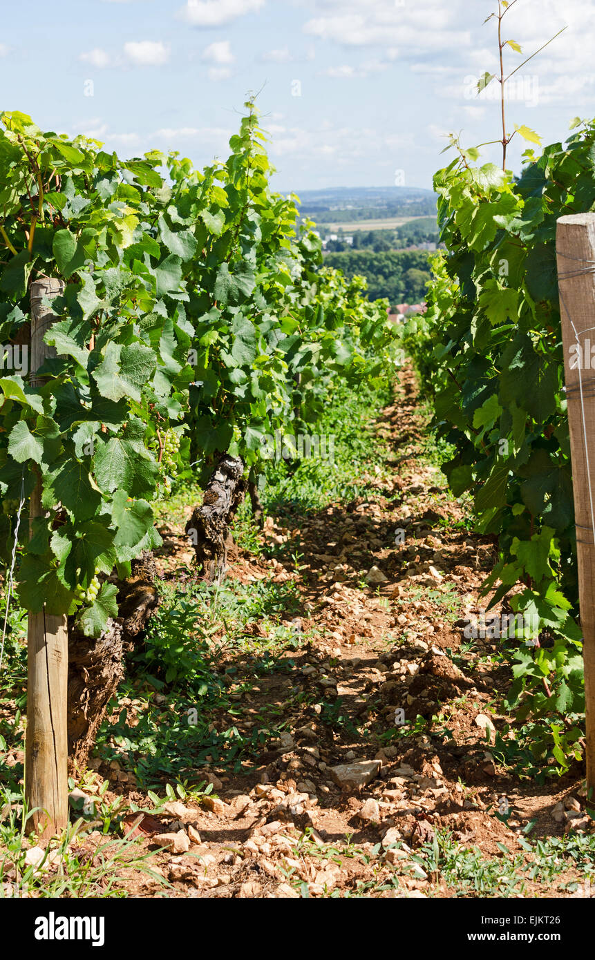Domaine de la Folie, a vineyard near Chagny in the Côte Chalonnaise of Burgundy, France. Stock Photo