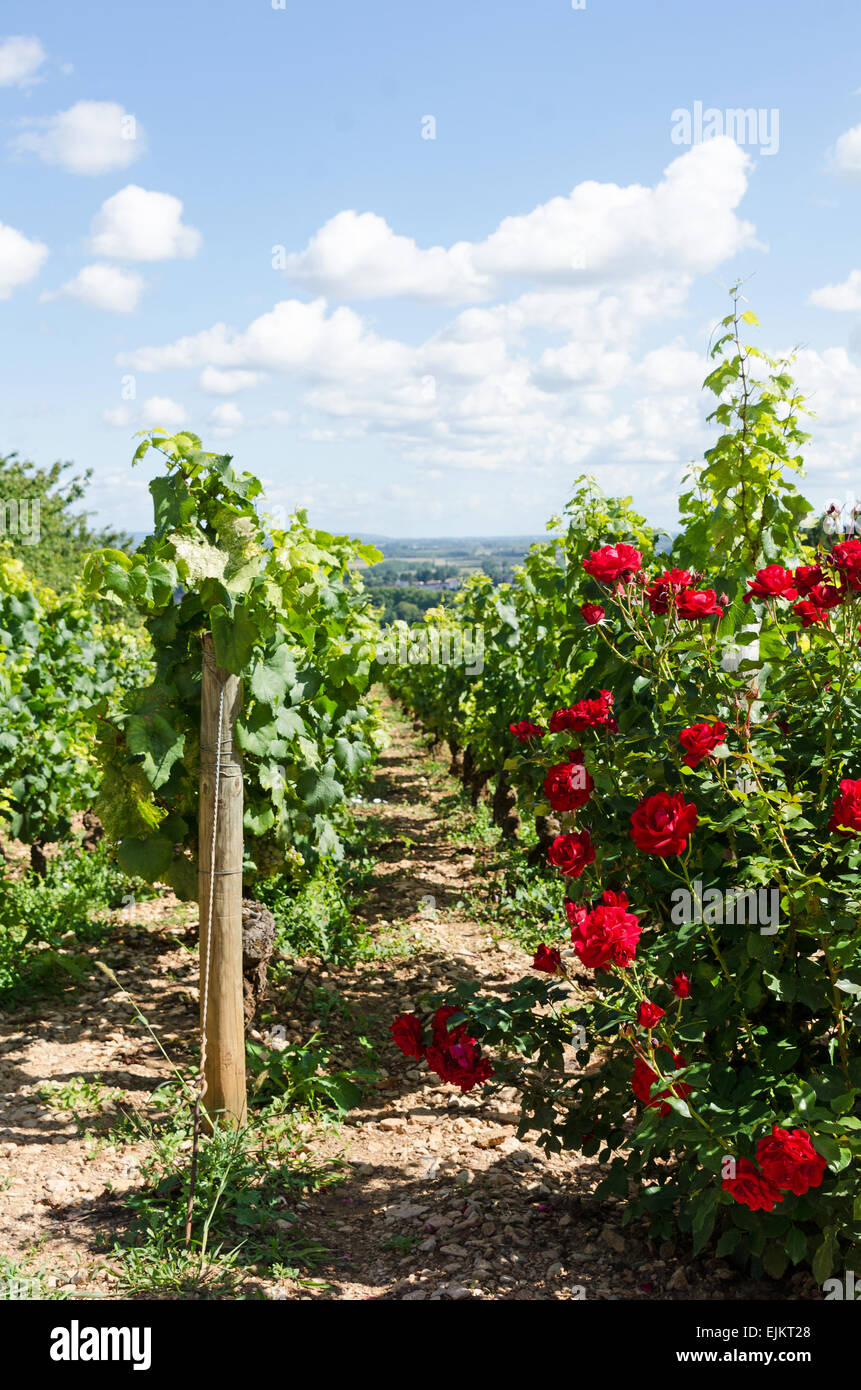 Roses planted at the head of the vineyard rows for traditional disease prevention at Domaine de la Folie, Burgundy, France. Stock Photo