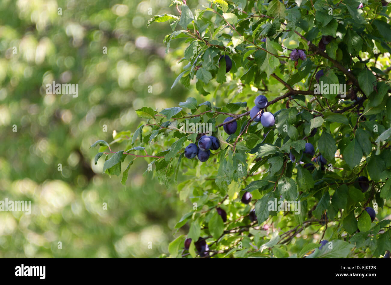 Damson plums ripening on the tree at Domaine de la Folie, a vineyard near Chagny in the Côte Chalonnaise of Burgundy, France. Stock Photo