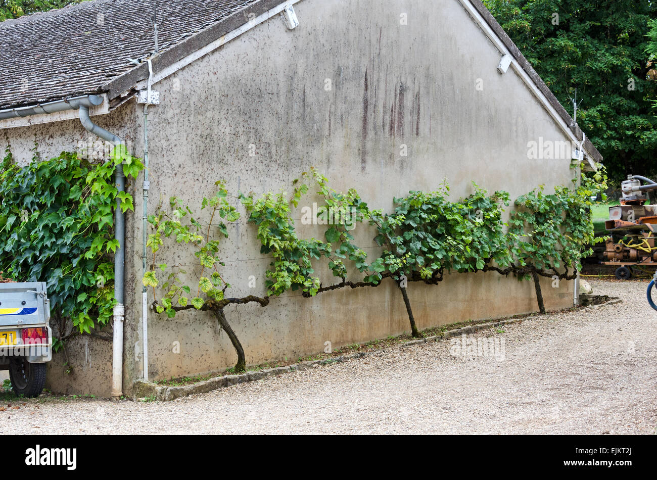 Grapevines espaliered on an outbuilding at Domaine de la Folie, near Chagny in the Côte Chalonnaise of Burgundy, France. Stock Photo