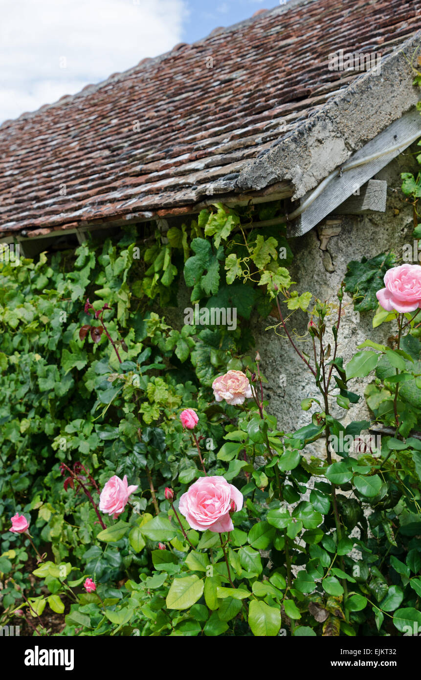 Pink roses and grapevines cover the sides of a stone outbuilding at Domaine de la Folie, a vineyard in Burgundy, France. Stock Photo
