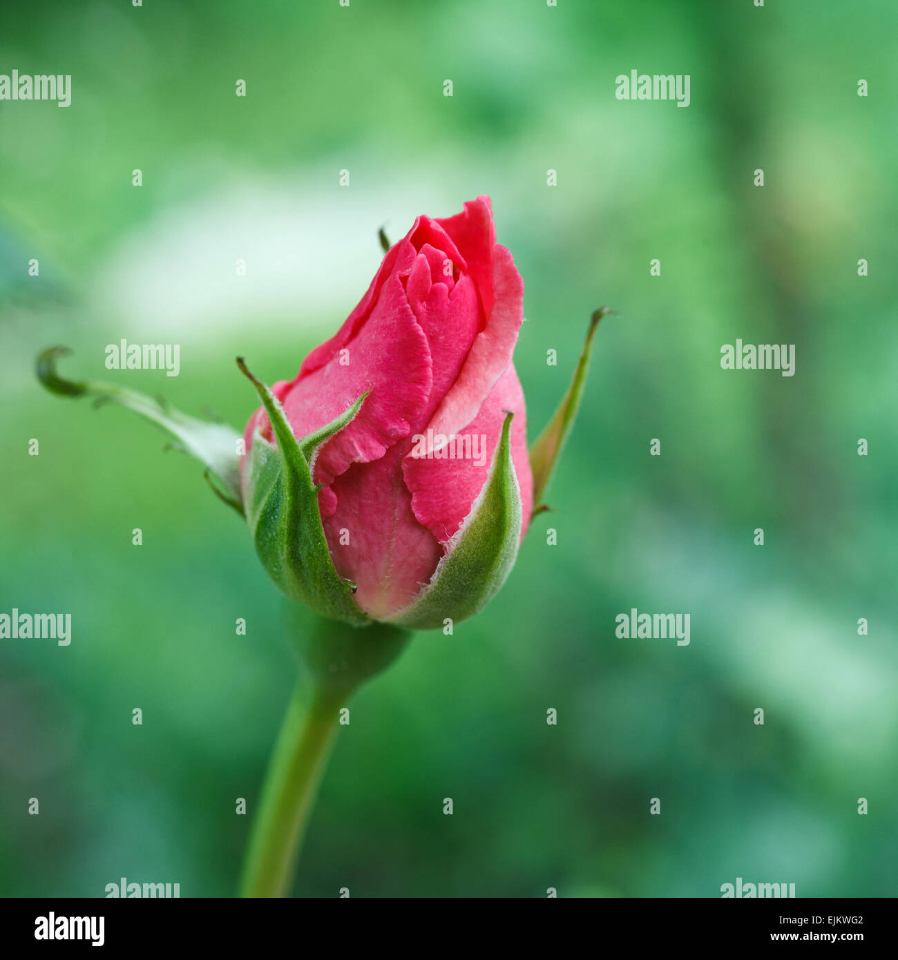 Single Pink Rose Stock Photo Alamy