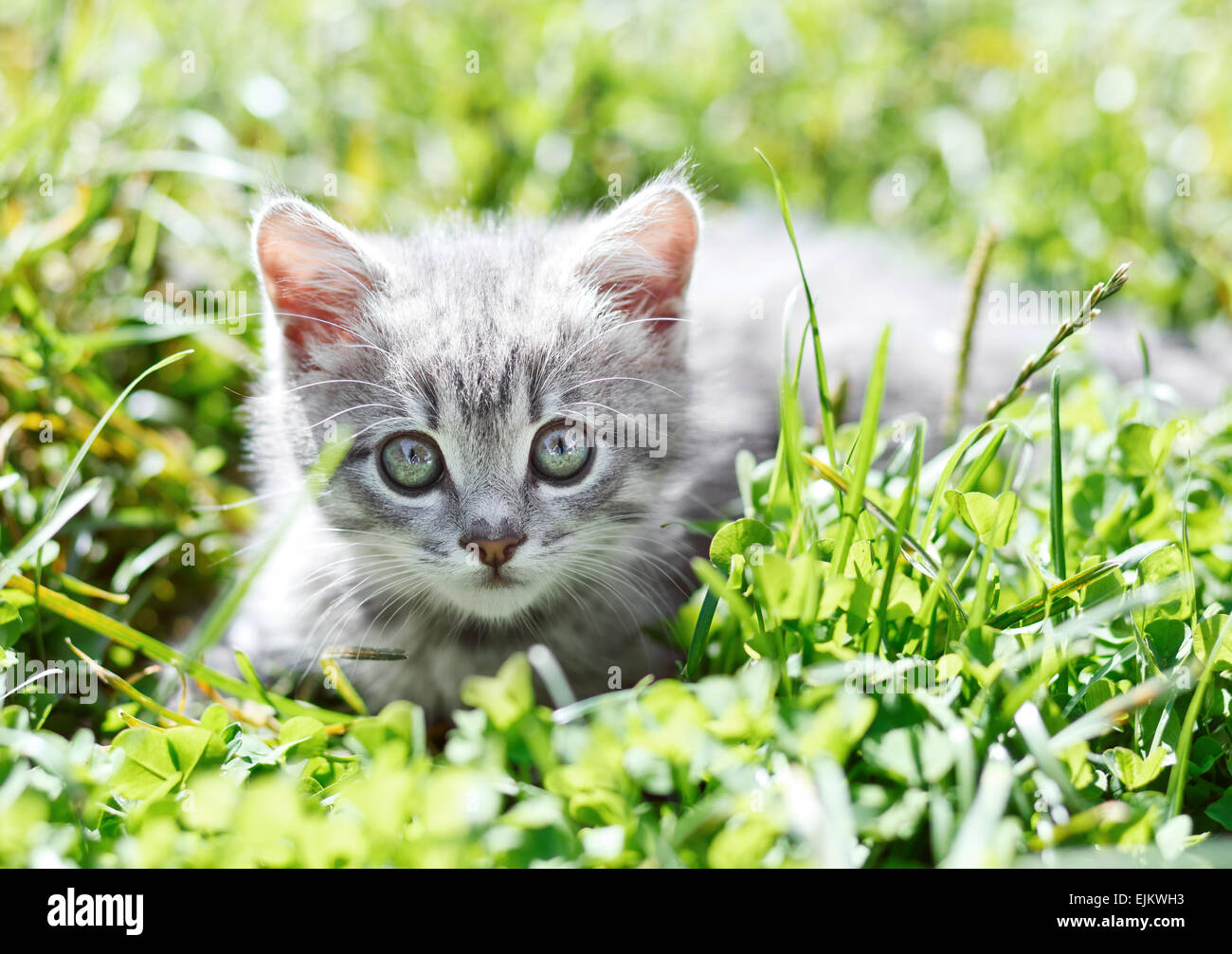 Little kitten in the grass Stock Photo - Alamy
