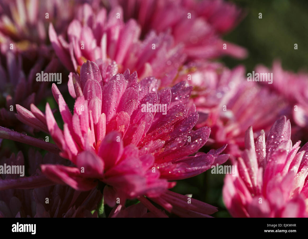 Chrysanthemum flowers macro pink hi-res stock photography and images ...