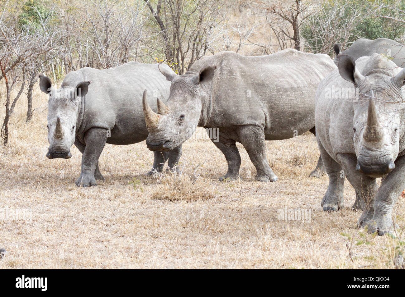 Rhino Herd Hi res Stock Photography And Images Alamy Rhino Herd Hi res Stock Photography And Images Alamy