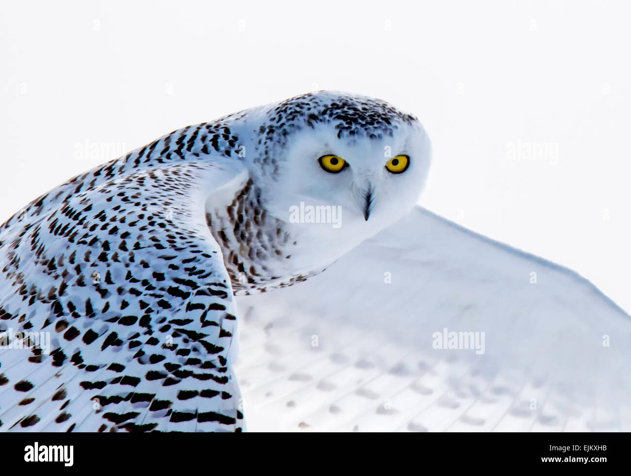 Owl camouflage hires stock photography and images Alamy
