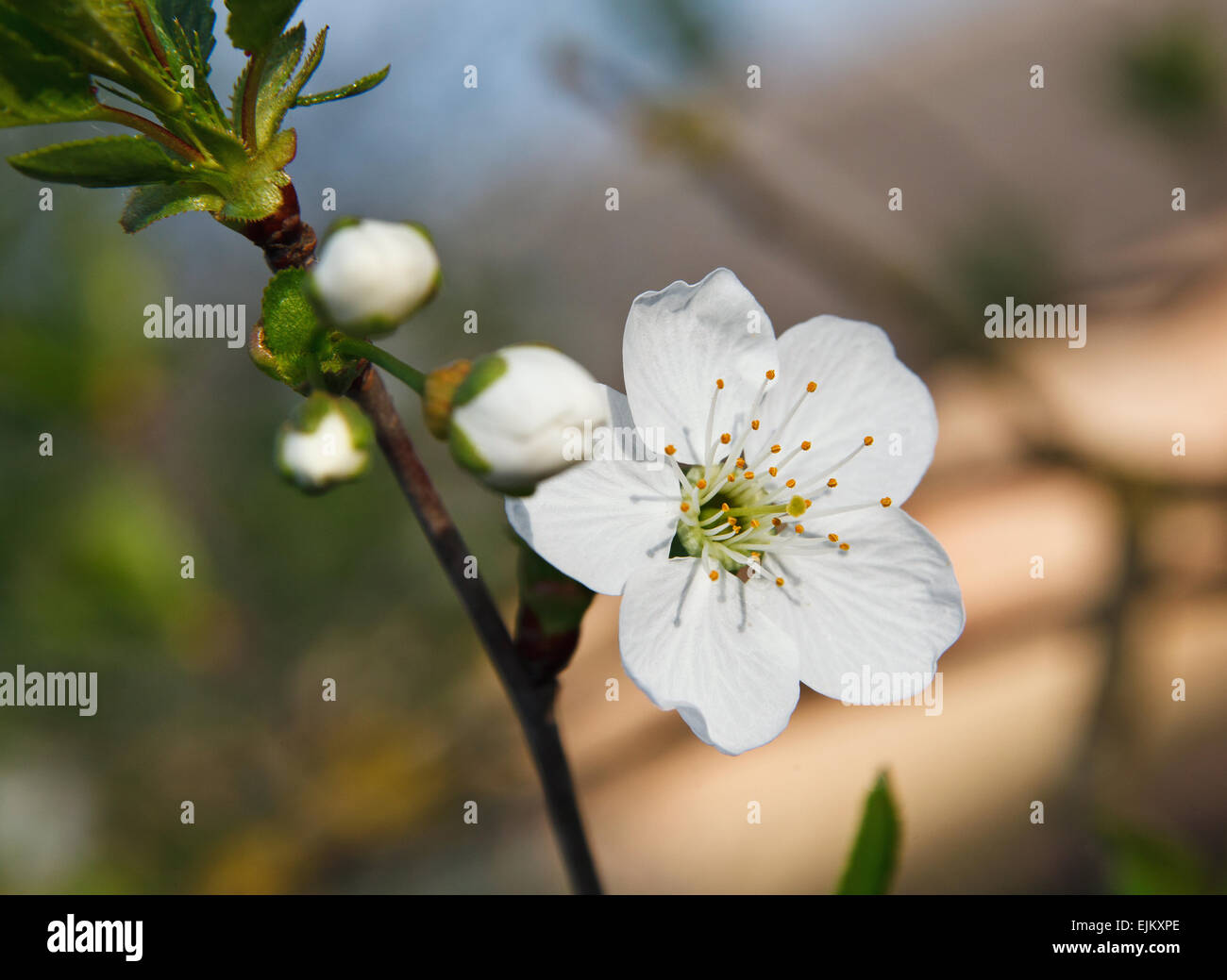 cherry blossom and cherry tree