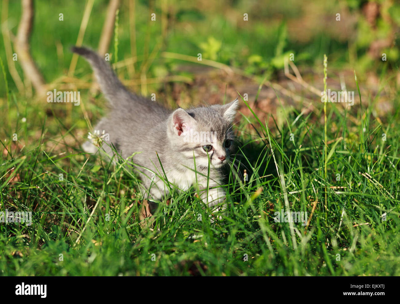 cute kitten in the green grass Stock Photo - Alamy