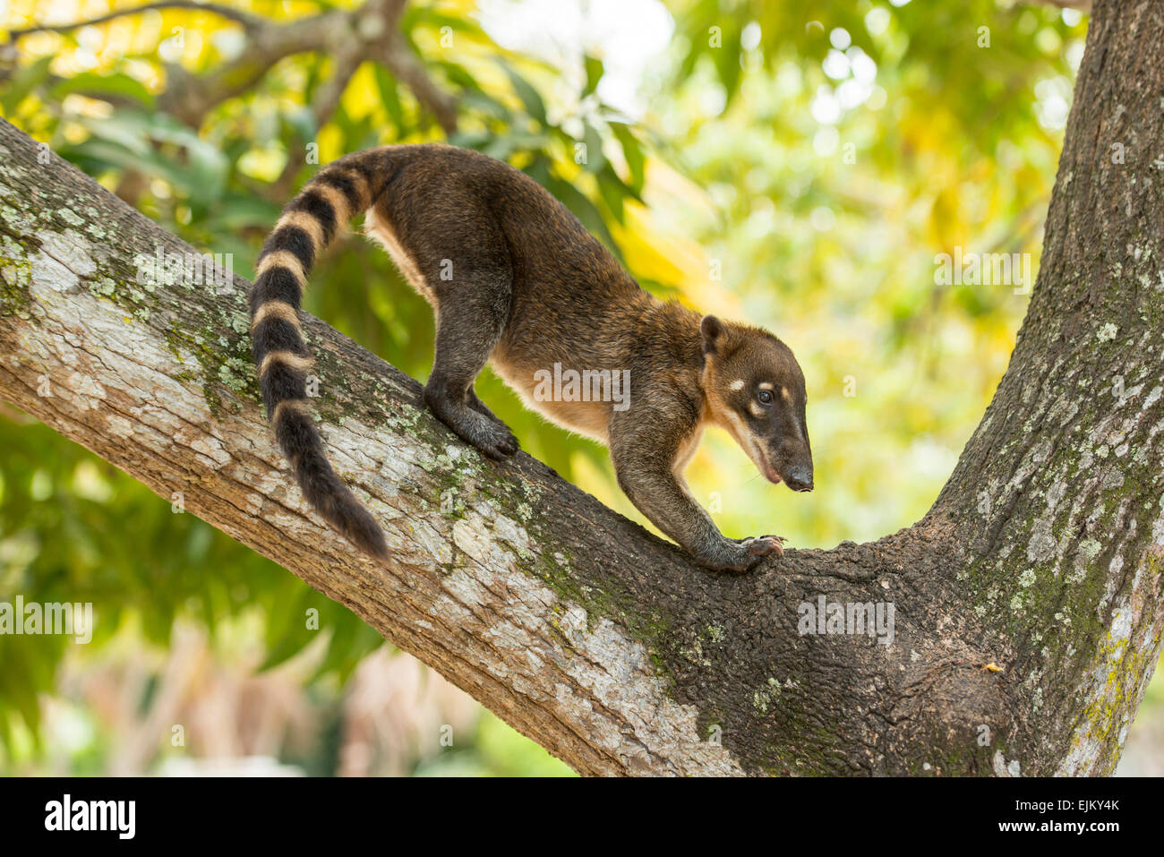 South American coati, or ring-tailed coati, Nasua nasua, Galibi, Suriname Stock Photo