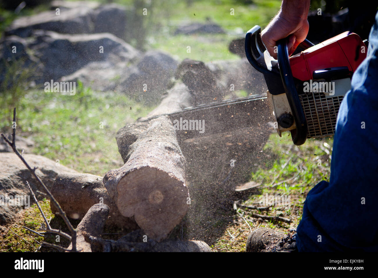 Lumberjack worker cutting holm oak firewood with a chainsaw Stock Photo