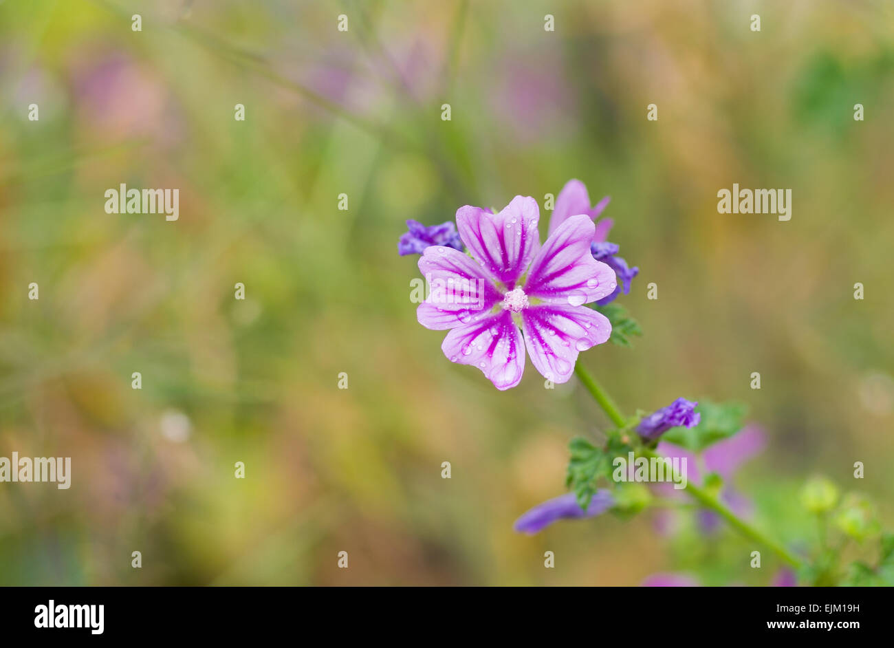 Beautiful wild flower hi-res stock photography and images - Alamy