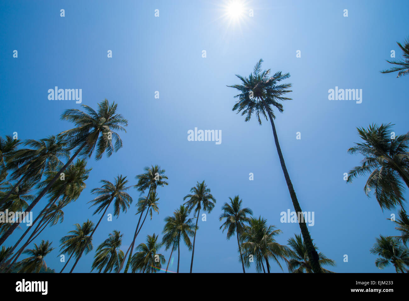 Palm tree with sun Stock Photo