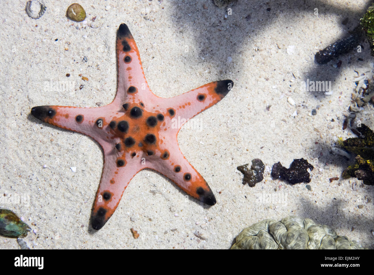 starfish under water Stock Photo