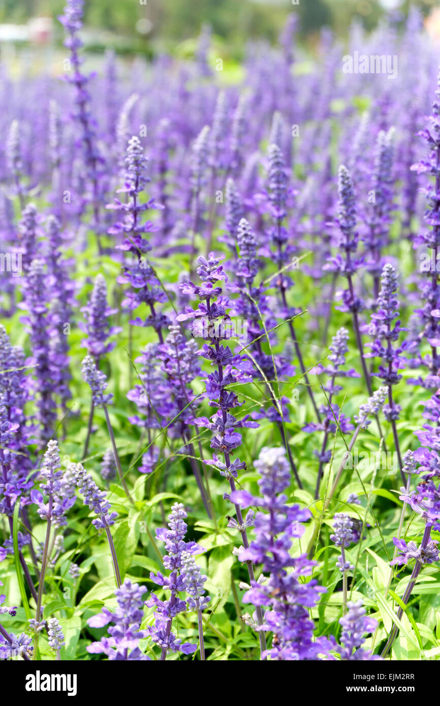soft focus of blue salvia flowers in the field in sunny day Stock Photo
