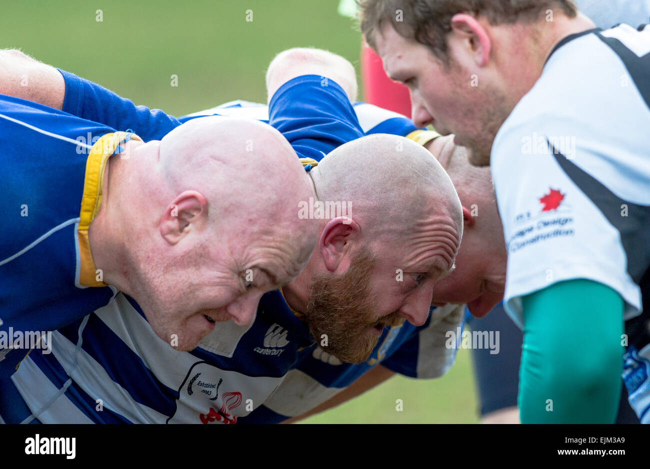 Middle aged male bald rugby players preparing for a scrum Stock Photo