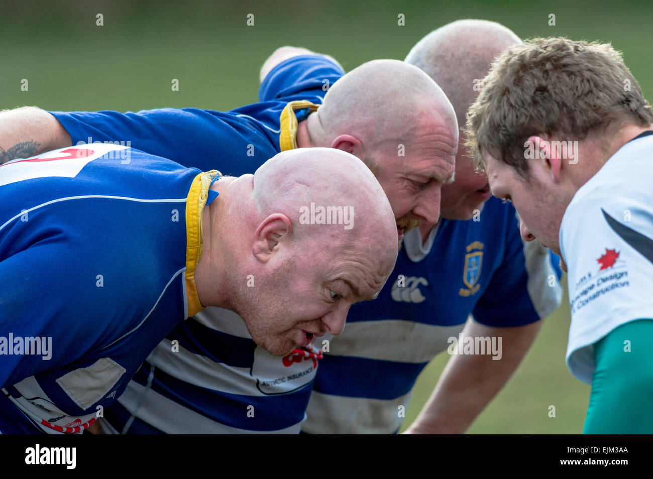 Middle aged male bald rugby players preparing for a scrum Stock Photo