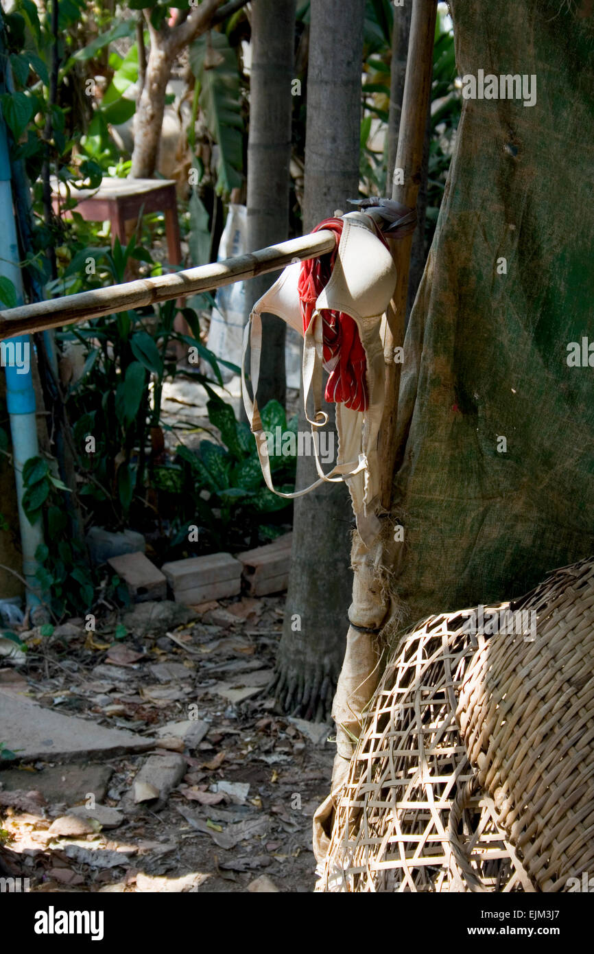 A woman's bra (brassiere) is hanging on a bamboo pole at the University of  Agriculture in Kampong Cham, Cambodia Stock Photo - Alamy