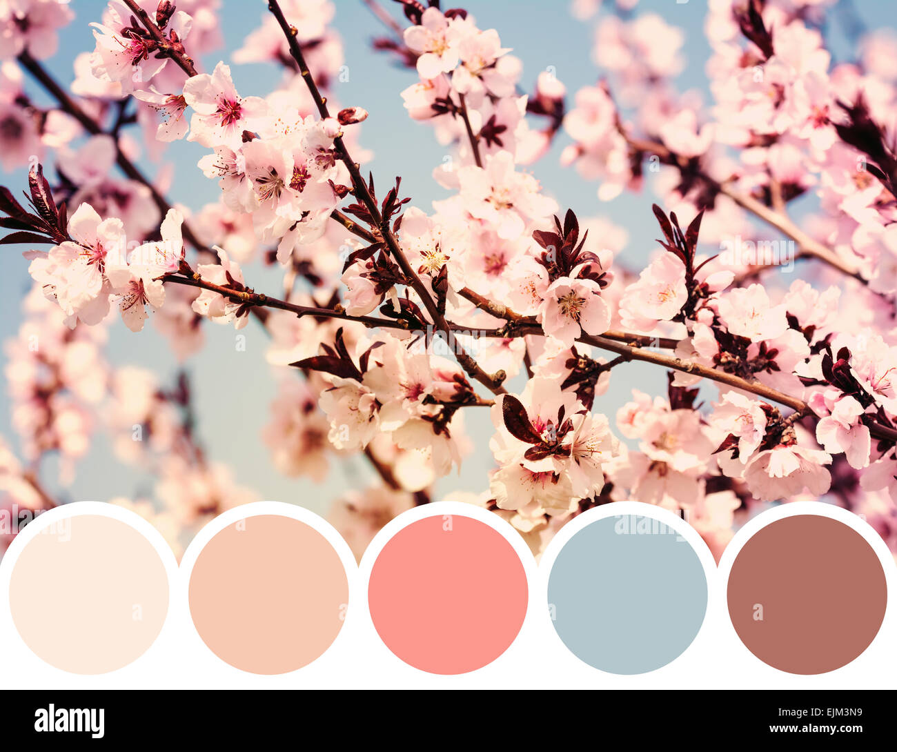 Color Palette Of Spring Cherry Tree Flowers Stock Photo - Alamy