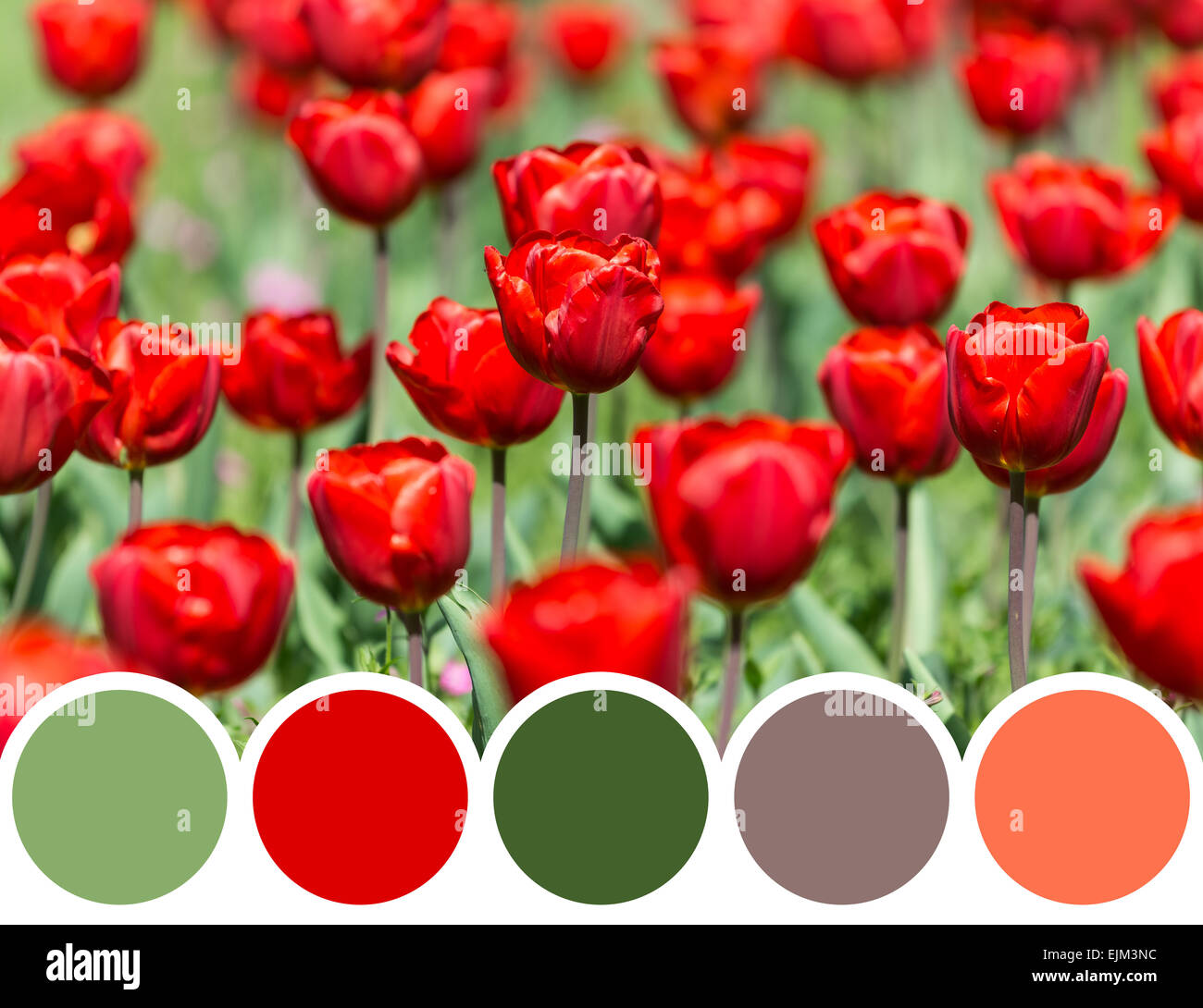 Color Palette Of Retro Spring Tulip Garden Stock Photo Alamy