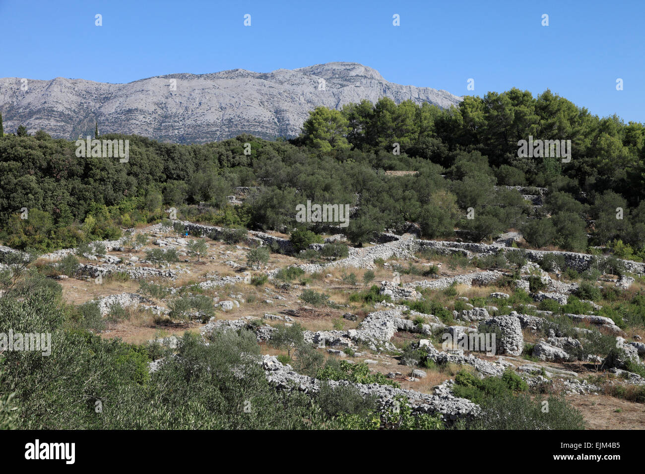 Field pattern Korcula Croatia  Tiny fields enclosed by walls of dry limestone to provide shade and retain rainfall Stock Photo