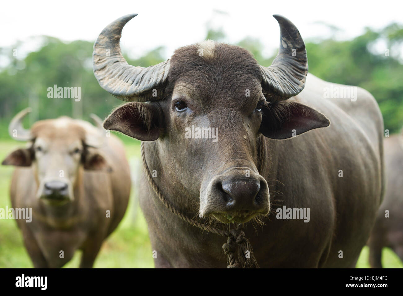 Water buffalo farm, Groningen, Suriname Stock Photo Alamy
