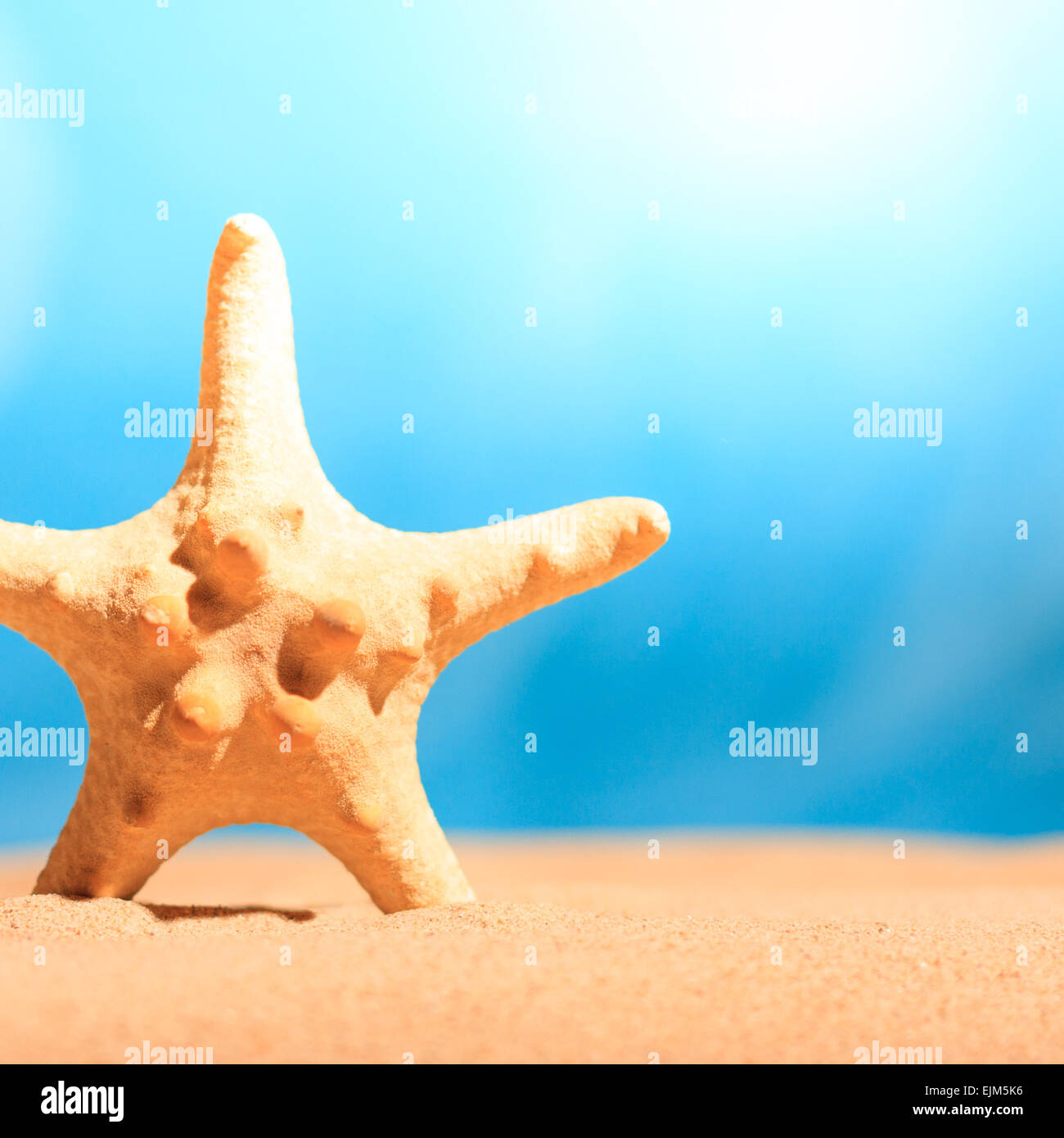 One red starfish star fish hi-res stock photography and images - Alamy