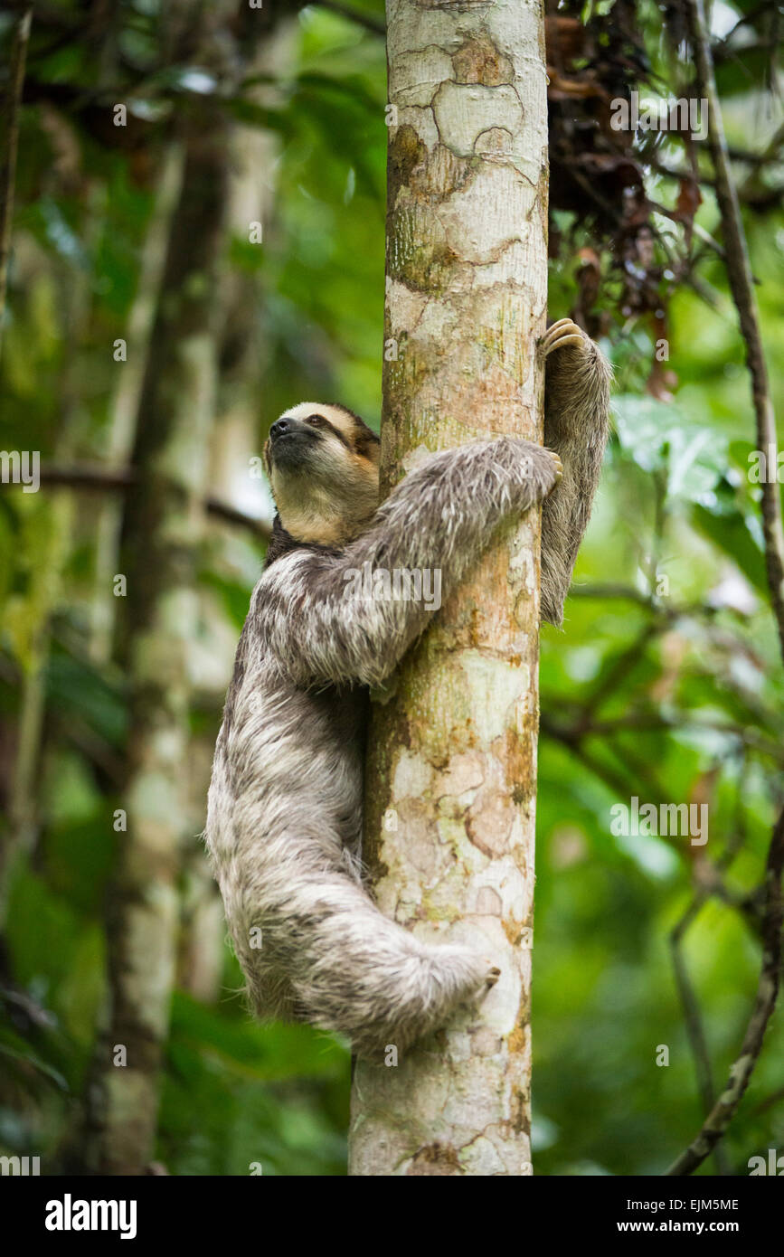 pale throated sloth predators