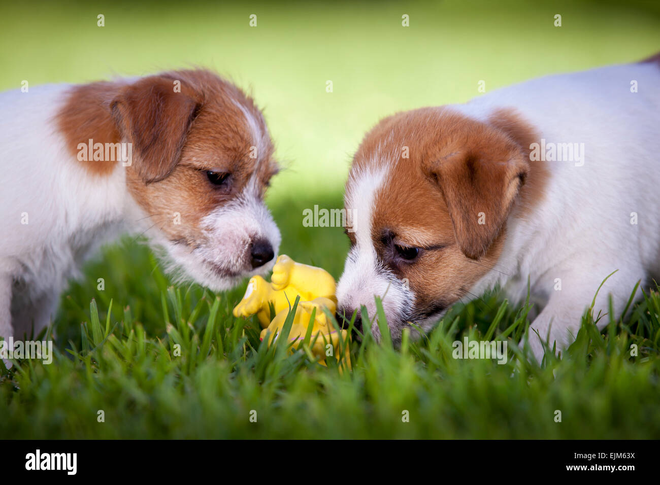 Jack Russell Terrier puppies playing with a yellow toy Stock Photo - Alamy