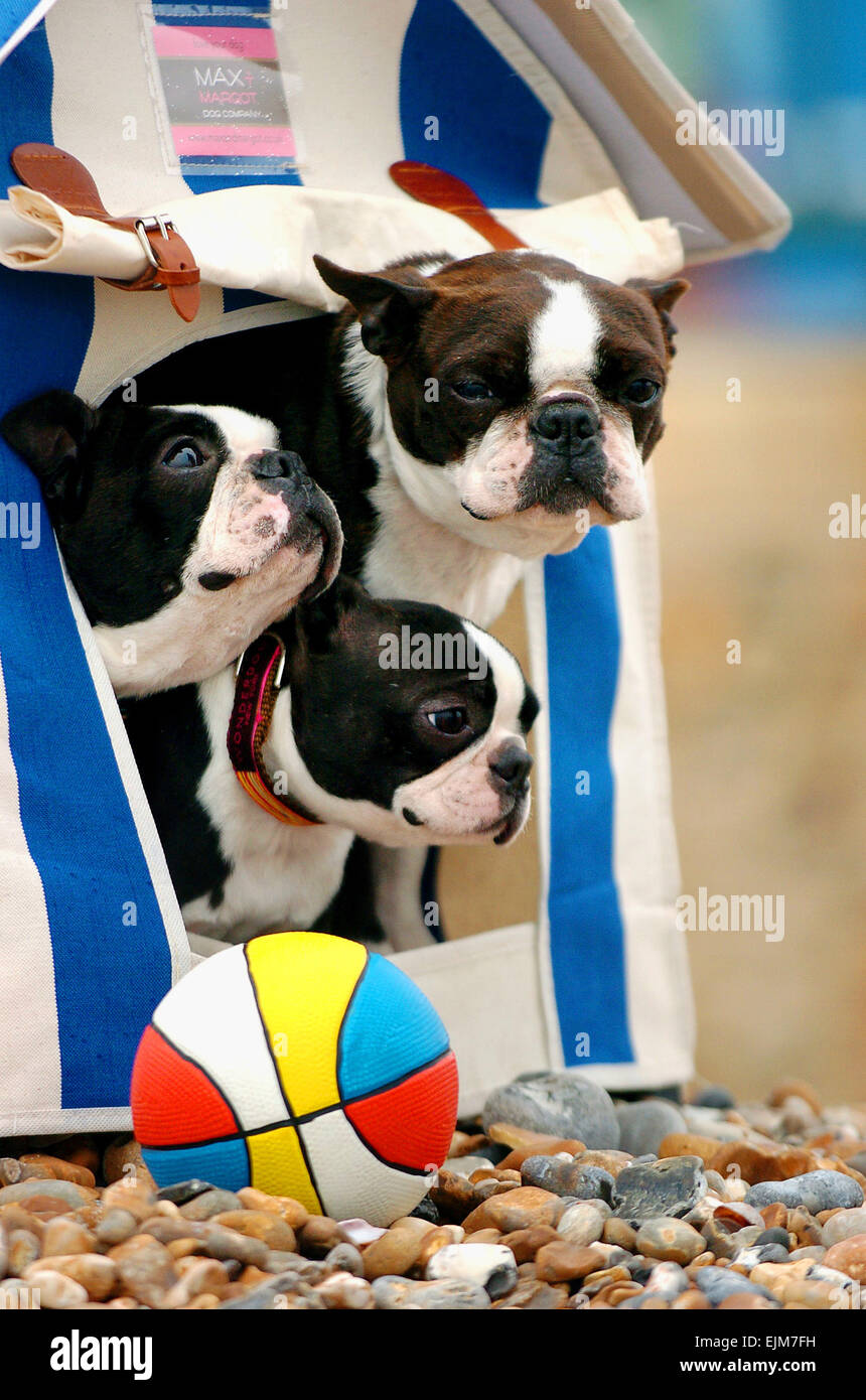 Incy , Tiggy and Gaby all Boston Terriers peer out of their beach hut on Hove beach today to check out the drizzle . Along with a crocodile they was part of a photoshoot for the Max and Margot Dog Company fashions in time for National Pet Week - Editorial Use Only Stock Photo