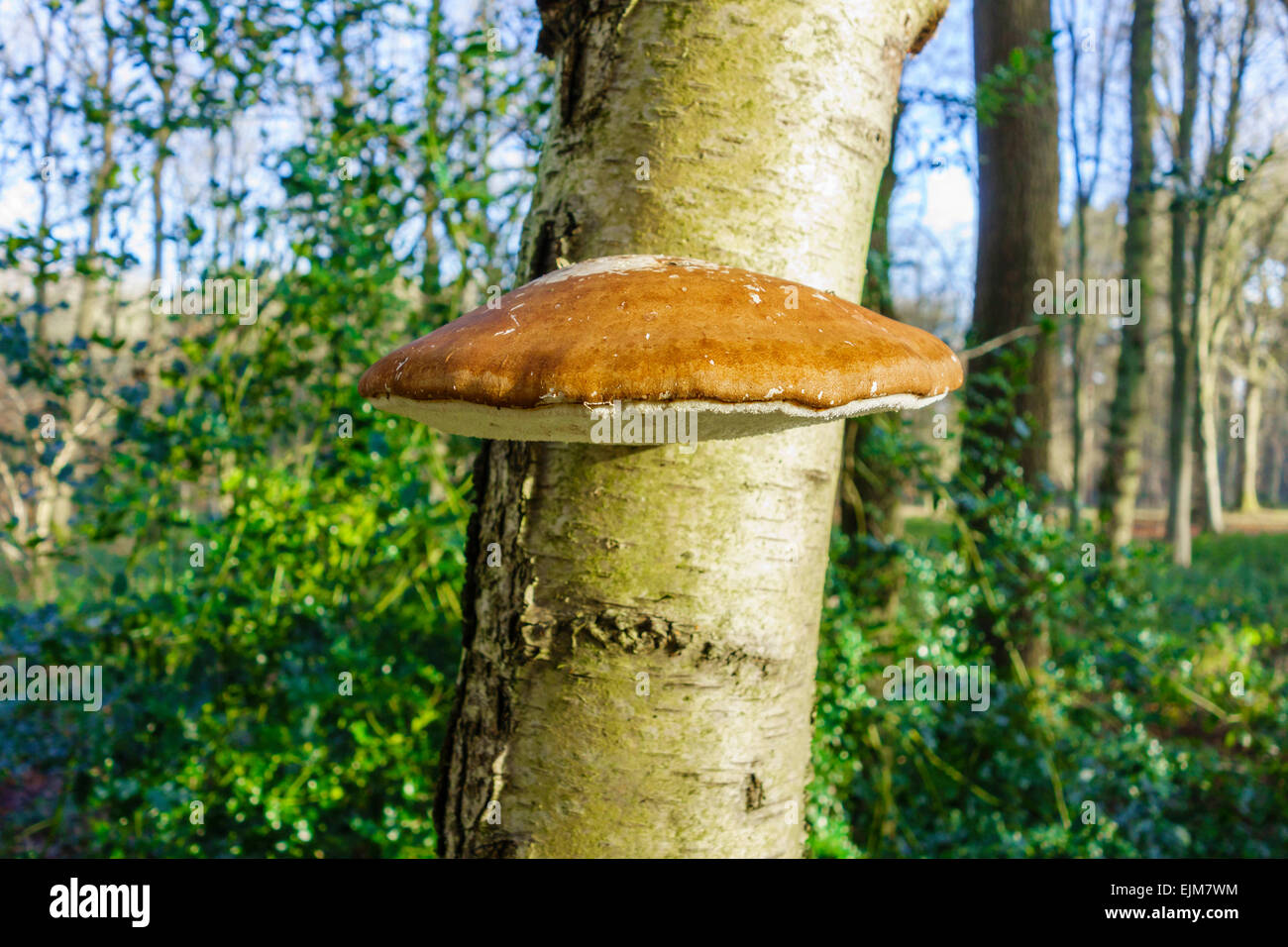 Birch Polypore Piptoporus betulinus (Fomitopsidaceae) A member of the bracket fungi Queenswood country park Dinmore Herefordshir Stock Photo
