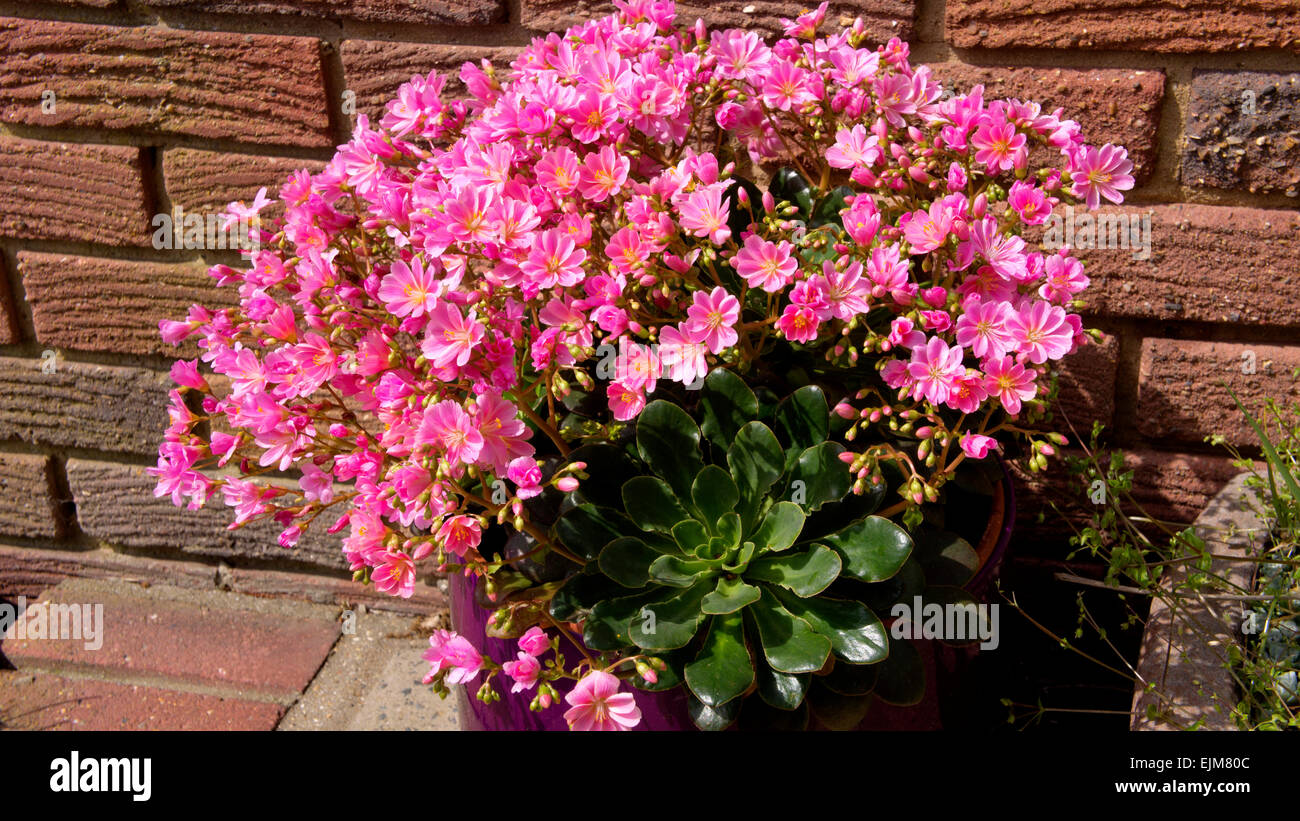 Lewisia cotyldon, Pink spring flowering plant, Stock Photo