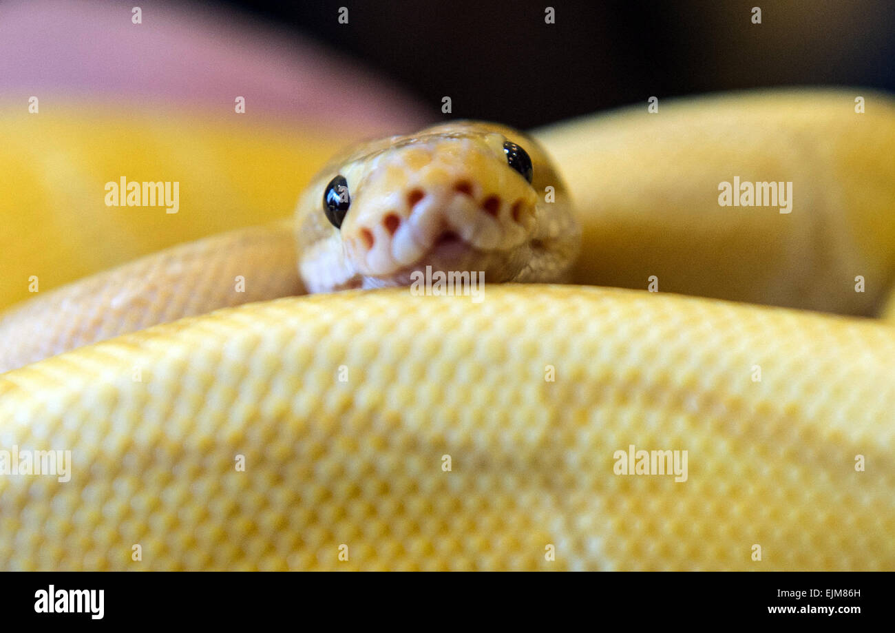 Berlin, Germany. 29th Mar, 2015. A royal python looks towards the photographer in the Tegeler Seeterrassen event center in Berlin, Germany, 29 March 2015. Exhibitors at the Terrarium Exchange show a great variety of reptiles, insects, and accessories at the Tegeler Seeterrassen. Photo: PAUL ZINKEN/dpa/Alamy Live News Stock Photo