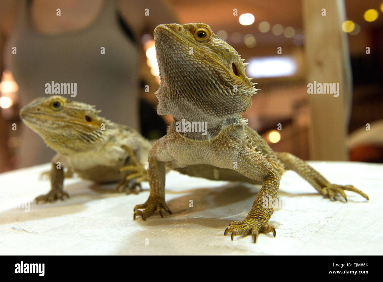 Berlin, Germany. 29th Mar, 2015. Bearded dragons pose in the Tegeler Seeterrassen event center in Berlin, Germany, 29 March 2015. Exhibitors at the Terrarium Exchange show a great variety of reptiles, insects, and accessories at the Tegeler Seeterrassen. Photo: PAUL ZINKEN/dpa/Alamy Live News Stock Photo