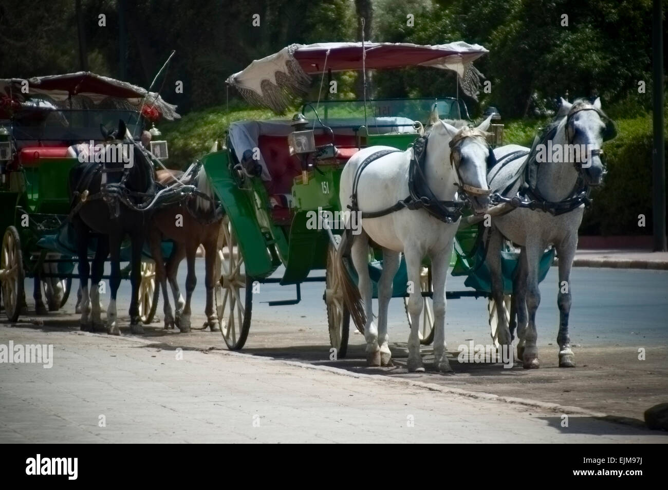 Caleches in Marrakesh, Morocco Stock Photo