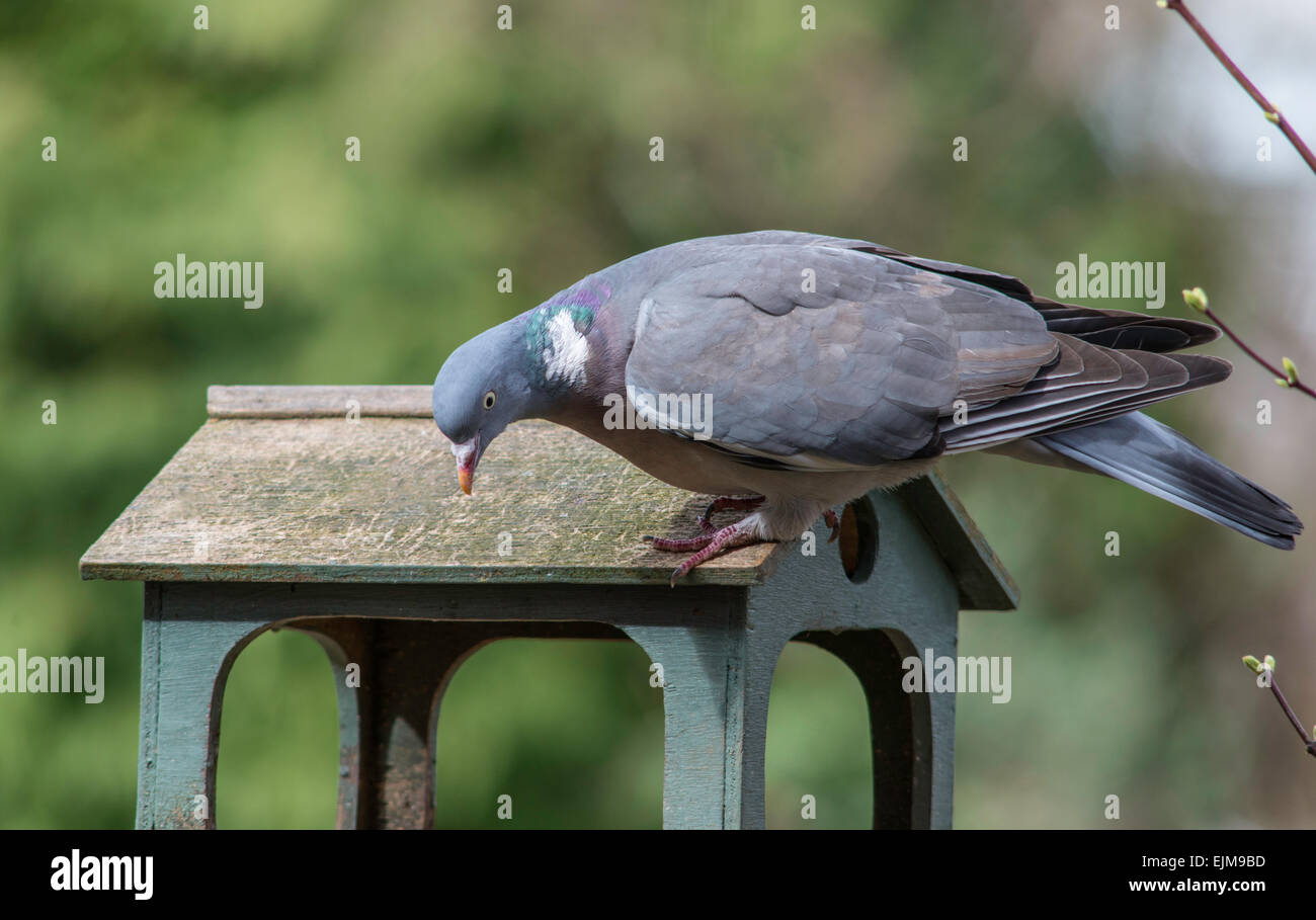 Common wood pigeon on bird table in domestic garden, Gloucestershire England UK Stock Photo