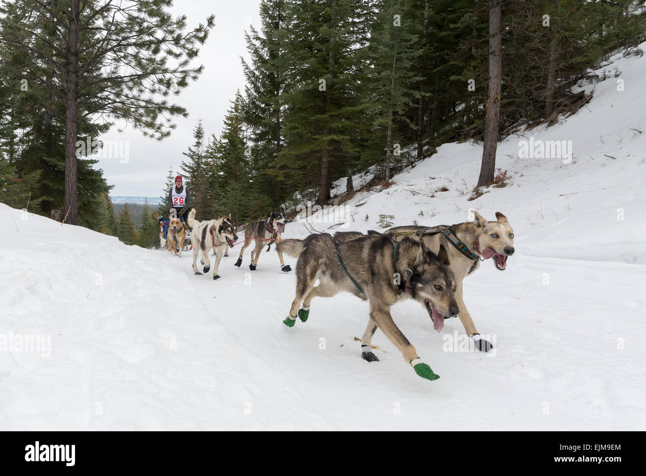 Eagle Cap Extreme dogsled race in Oregon's Wallowa Mountains Stock
