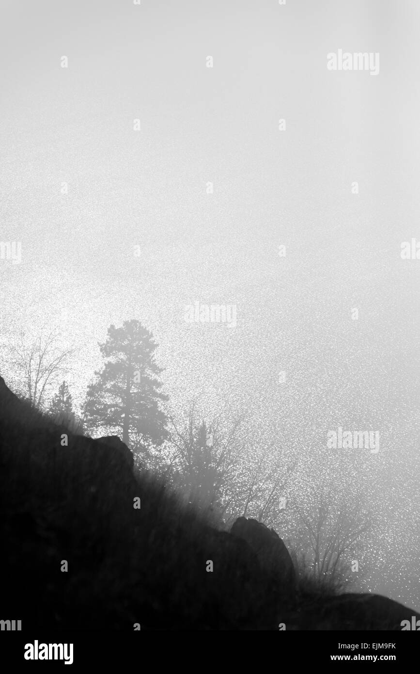 Trees and rocks on the Wallowa Lake moraine on a foggy day, Oregon. Stock Photo