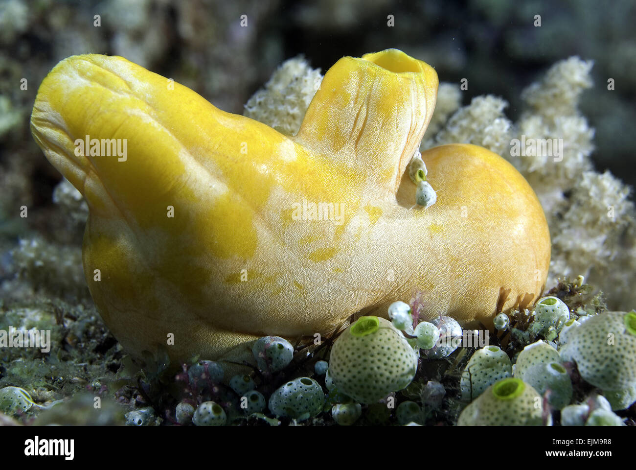 Sea squirt filter feeding hires stock photography and images Alamy
